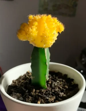 Moon Cactus (Grafted, Yellow) – Cactus Plant