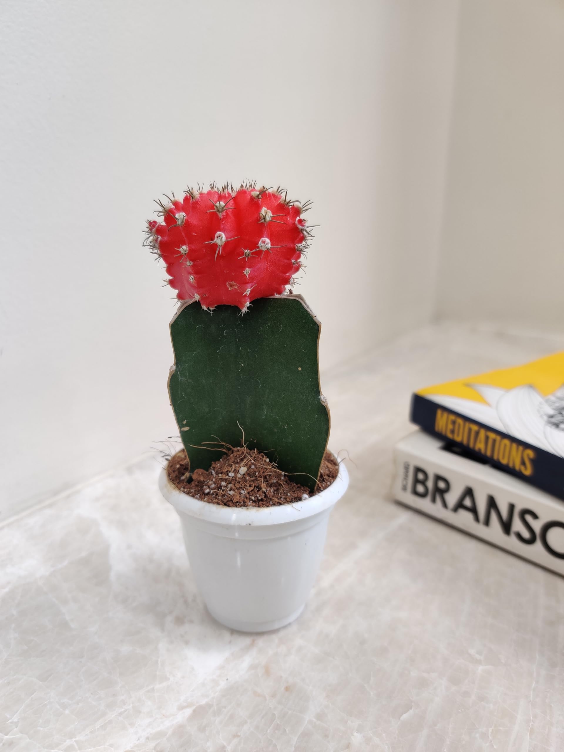 Indoor Plants