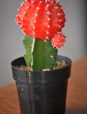 Moon Cactus (Grafted,RED) – Cactus Plant