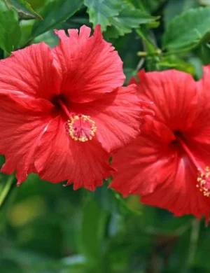 Hibiscus Plant