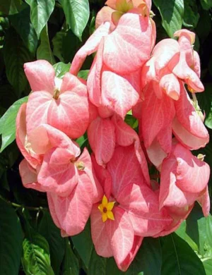 Mussaenda Flower Plant