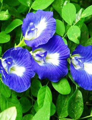 Aparajita Flower Plant