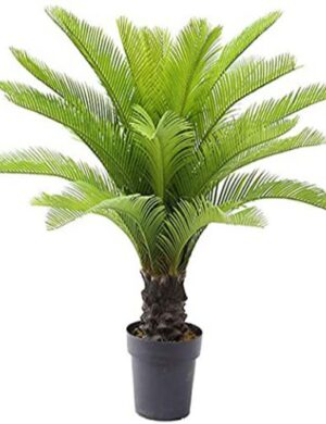 Cycus plant