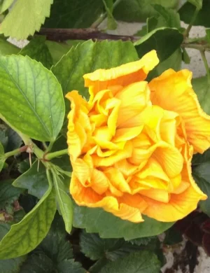 Yellow Thoka Hibiscus