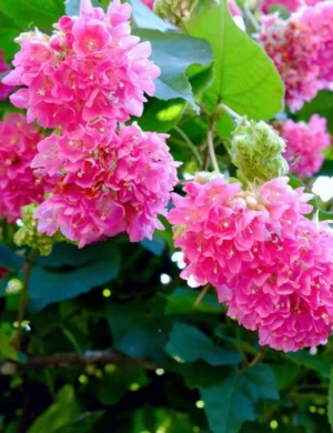 Dombeya Flower Plant