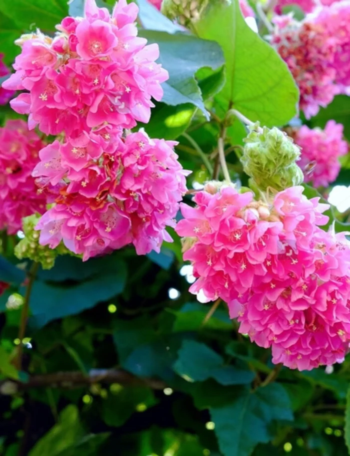 DombeyaDroppingPink_Dombeyawallichii_RareFloweringLivePlant-seed2plant-1