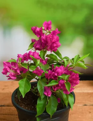 Bougainvillea Flower Plant