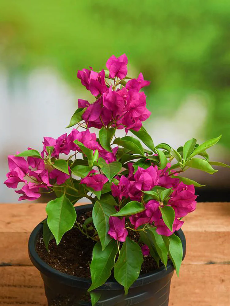 Exotic Flower Plants