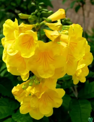 Tecoma Flower Plant