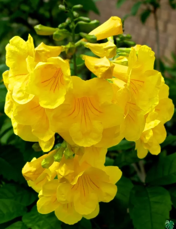 Tecoma-Stans-Yellow-Bells-3x4-Product-Peppyflora-01-a-Moz