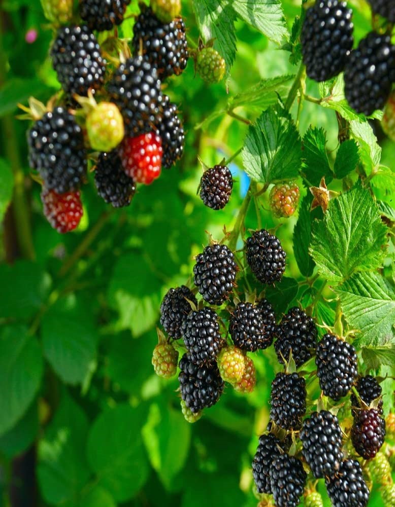 Exotic Fruit Plants