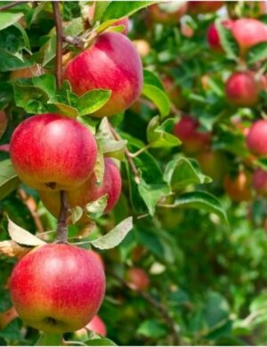 Apple Fruit Plant