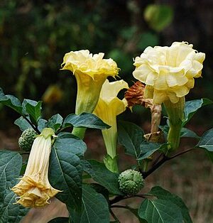 Yellow Datura Plant