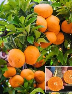 Egyptian Valencia orange plant