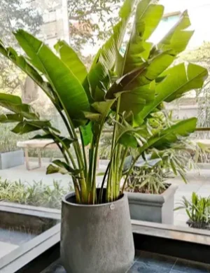 Travellers palm