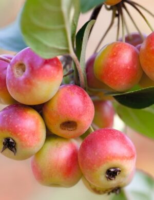 Crabapple plant