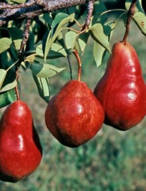 Babugosa(Red Pear) _ Grafted and Hybrid Plants