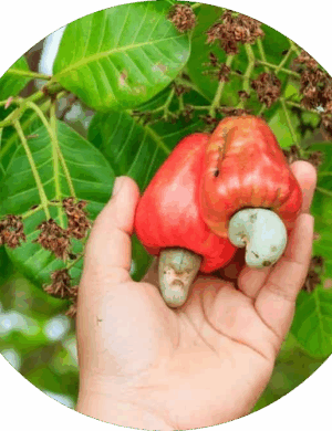 Kaju Plant Dwarf _ Grafted and Hybrid Plants
