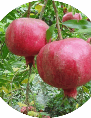 Super Vagoa Anar _ Grafted and Hybrid Plants