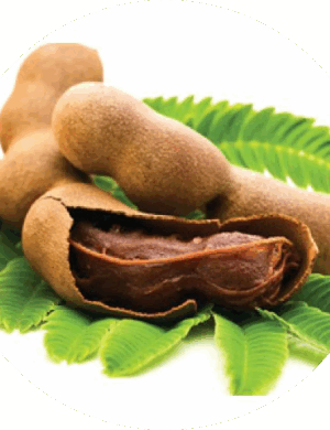 Sweet Tamarind Plant _ Grafted and Hybrid Plants