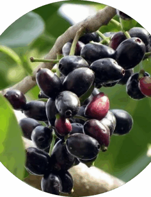 Thai Black Jamun _ Grafted and Hybrid Plants
