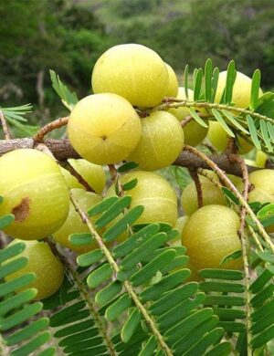 Gooseberry Plant _ Grafted and Hybrid Plants