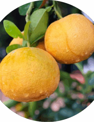 Ruby grapefruit plant