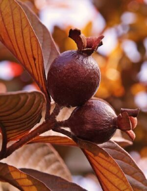 Malaysian red Guava