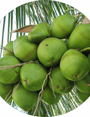 gangabardhan coconut plant