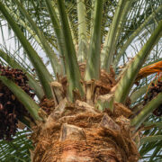 Ripe,Dates,On,A,Palm,Branch.