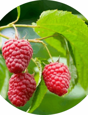 Thornless Raspberry
