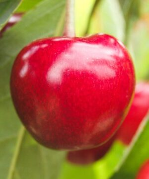 East Indian Cherry