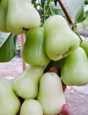 Thai Green Water Apple