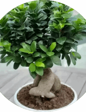 Bonsai Plant