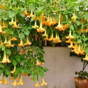 Angel’s Trumpet / Brugmansia