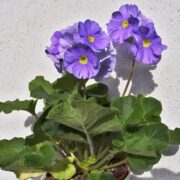 Primula obconica