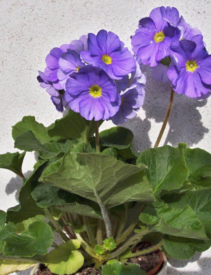 Primula obconica