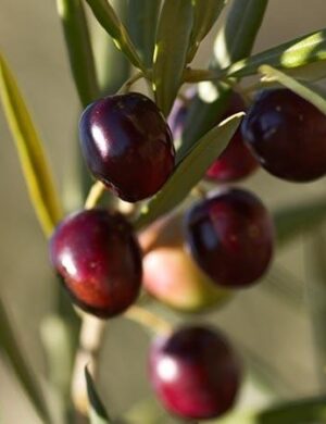 Hybrid Pizza Olive Fruit Plant