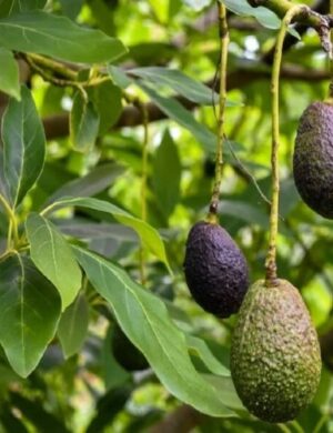 Hybrid Hot-Climate Avocado Grafted Plant