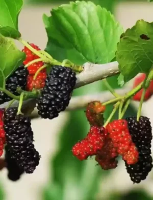 Hybrid Kanva-2 Mulberry Grafted Plant