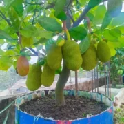 01JC1A0AWTFG1VXA9JYSX8H1BN (1)