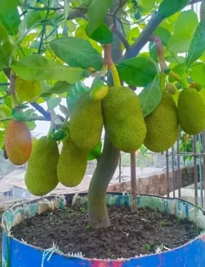 Vietnam-Super-Early-Jack-Fruit