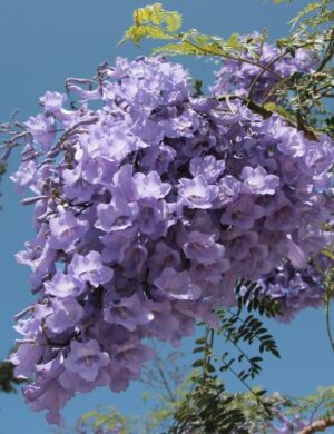 Jacaranda Flowers Plants