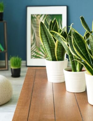 Sansevieria trifasciata, Snake Plant (var. laurentii) - Plant