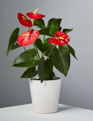 RED ANTHURIUM PLANT