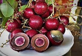 RUBI RANGHON FRUIT PLANT