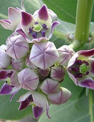 Sweet Akanda Plant