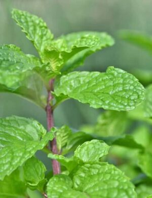 Mint (Pudina) Plant