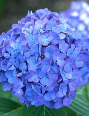 Hybrid Hydrangea FLOWERING plants(BLUE)