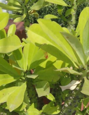 Phoni Monasa Plant